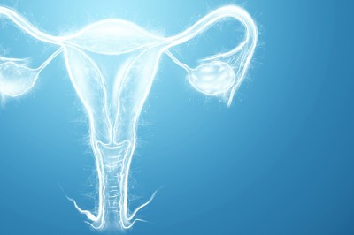 female reproductive organs